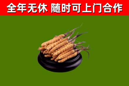 长沙烟酒回收冬虫夏草.jpg